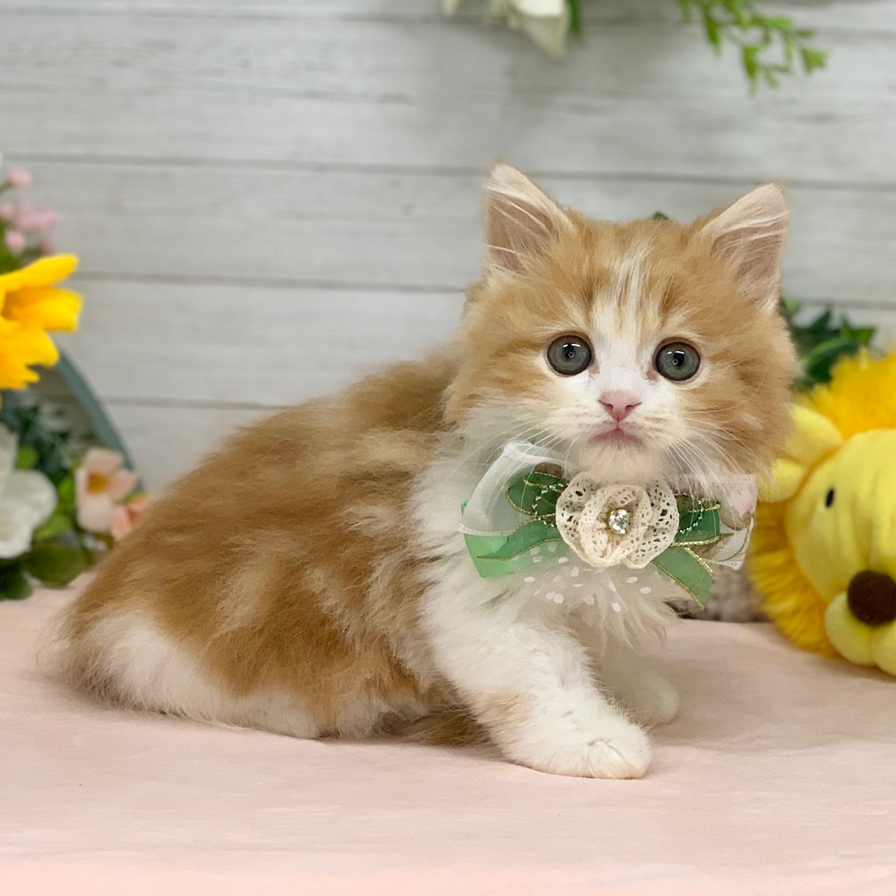 兵庫県のスコティッシュフォールド (ペッツワン神戸ひよどり台店/2026年1月15日生まれ/男の子/レッドタビーホワイト)の子猫の3枚目の画像