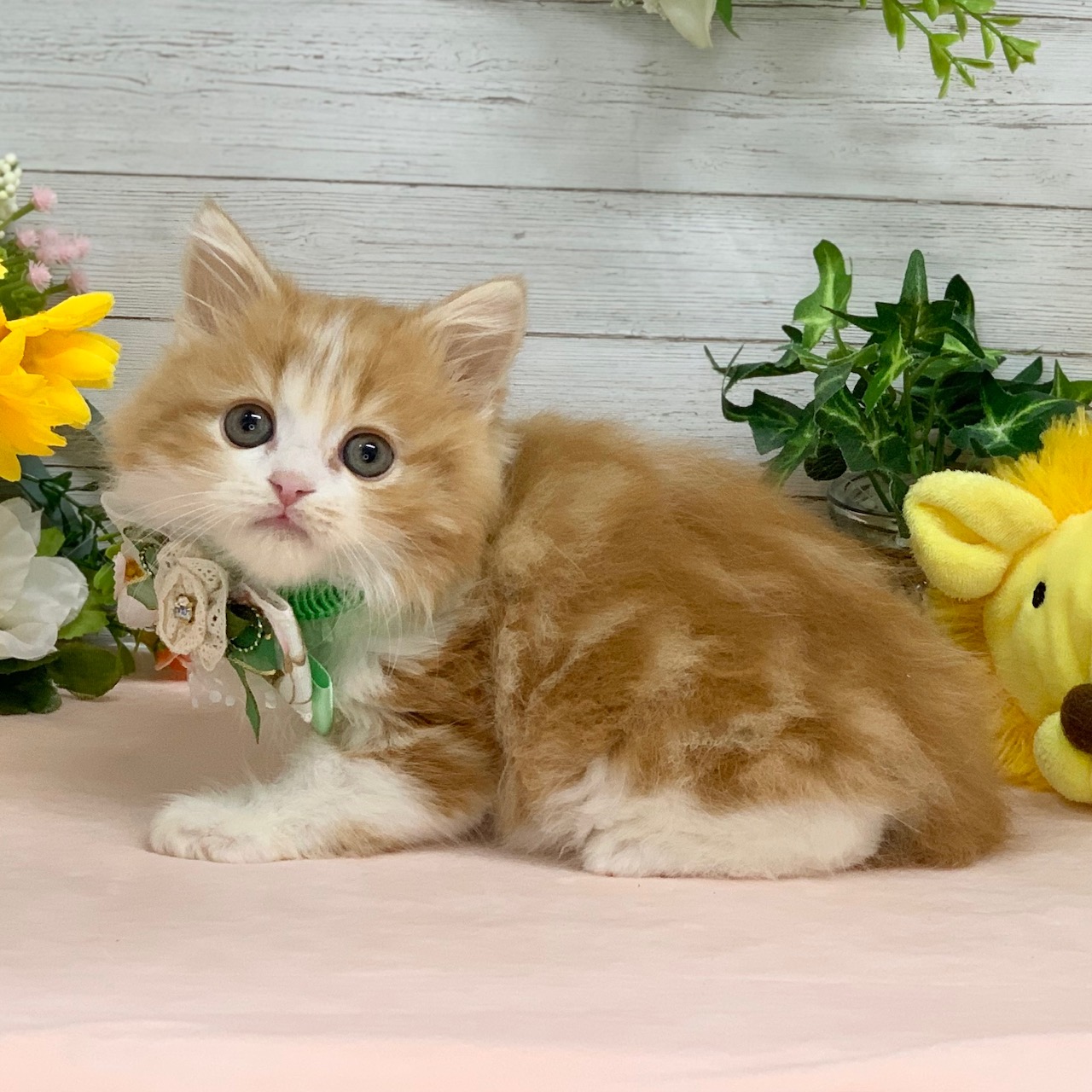 兵庫県のスコティッシュフォールド (ペッツワン神戸ひよどり台店/2026年1月15日生まれ/男の子/レッドタビーホワイト)の子猫の2枚目の画像