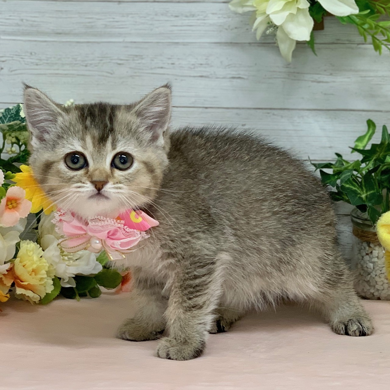 兵庫県のスコティッシュフォールド (ペッツワン神戸ひよどり台店/2026年1月15日生まれ/女の子/ブラウンティックドタビー)の子猫の2枚目の画像