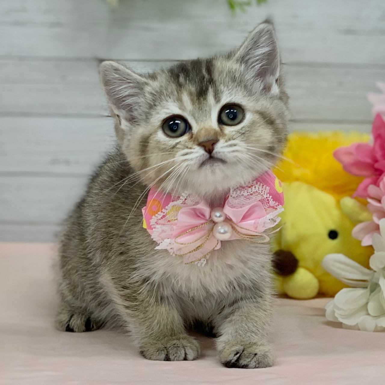 兵庫県のスコティッシュフォールド (ペッツワン神戸ひよどり台店/2026年1月15日生まれ/女の子/ブラウンティックドタビー)の子猫の1枚目の画像