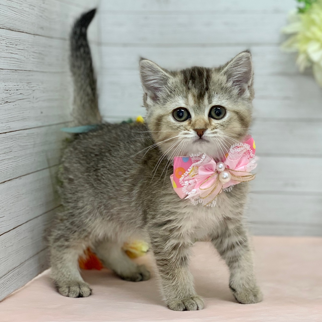 兵庫県のスコティッシュフォールド (ペッツワン神戸ひよどり台店/2026年1月15日生まれ/女の子/ブラウンティックドタビー)の子猫の3枚目の画像