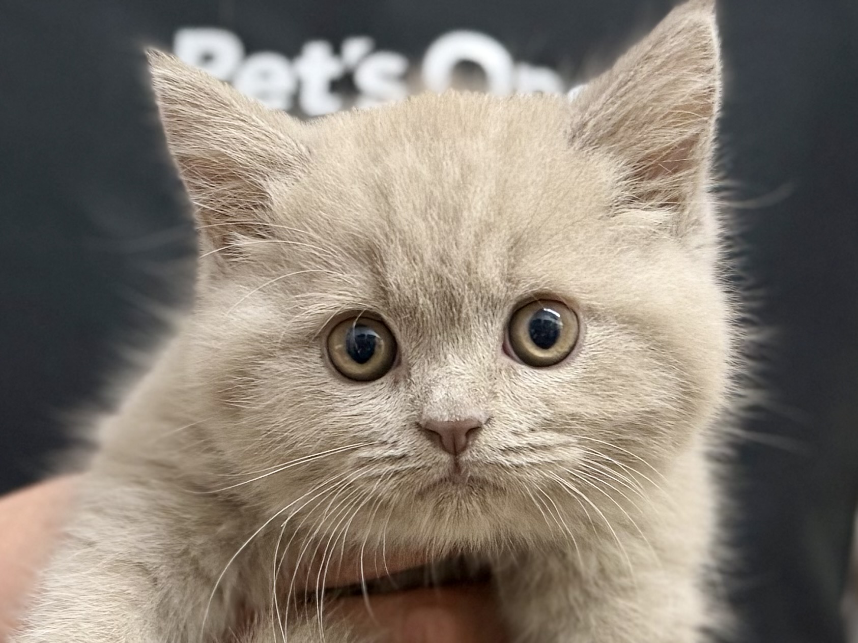 愛知県のブリティッシュショートヘアー (ペッツワン名古屋堀田店/2026年1月12日生まれ/男の子/ライラック)の子猫