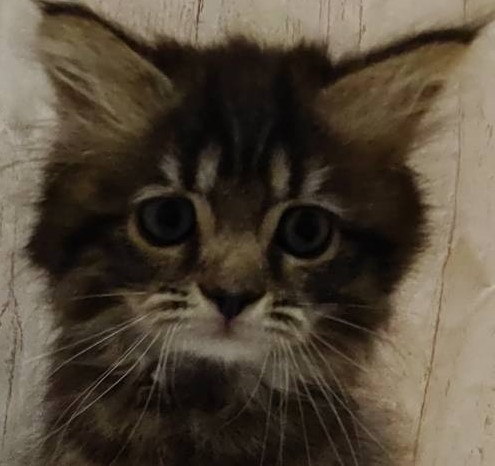 埼玉県のサイベリアン (ペッツワン羽生店/2026年1月9日生まれ/女の子/ブラウンタビー)の子猫