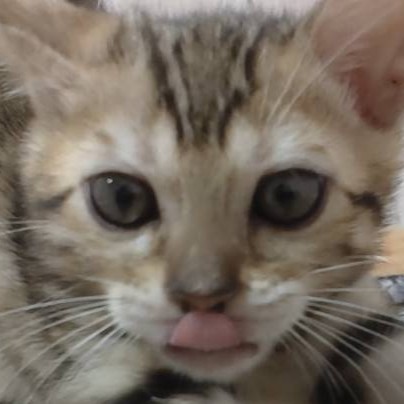 埼玉県のベンガル (ペッツワン羽生店/2026年1月14日生まれ/女の子/ブラウンスポットタビー)の子猫