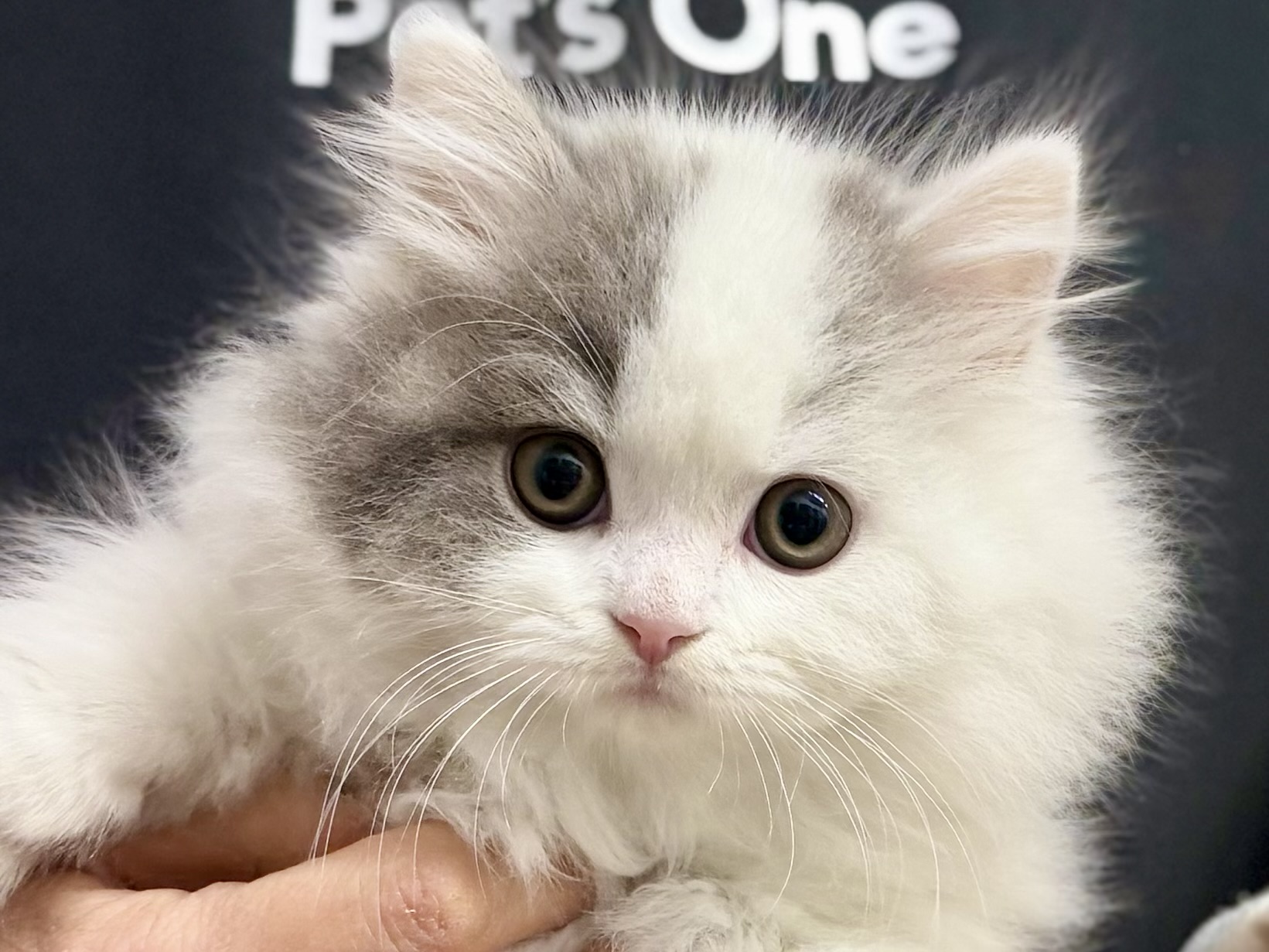 愛知県のスコティッシュフォールド (ペッツワン名古屋堀田店/2026年1月20日生まれ/男の子/ブルータビーホワイトバン)の子猫