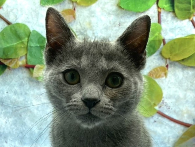 埼玉県のロシアンブルー (ペッツワン北本店/2025年11月19日生まれ/女の子/ブルー)の子猫