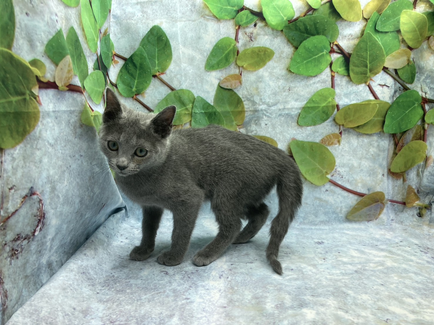 埼玉県のロシアンブルー (ペッツワン北本店/2025年11月19日生まれ/女の子/ブルー)の子猫の3枚目の画像