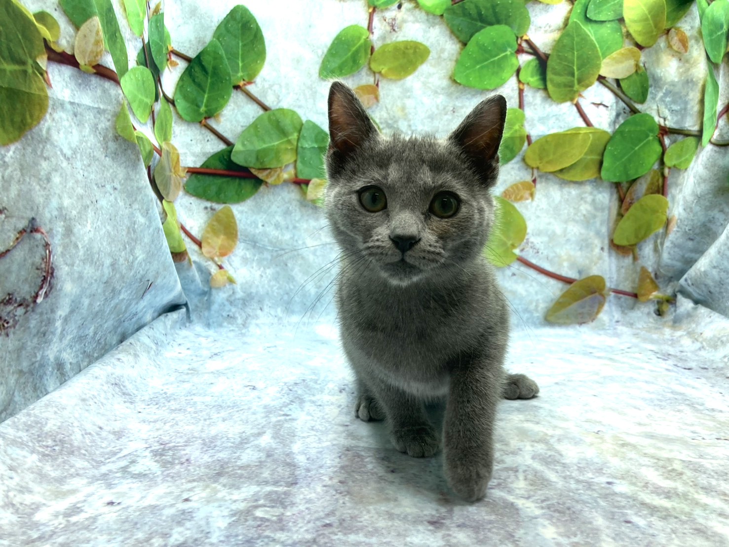 埼玉県のロシアンブルー (ペッツワン北本店/2025年11月19日生まれ/女の子/ブルー)の子猫の2枚目の画像