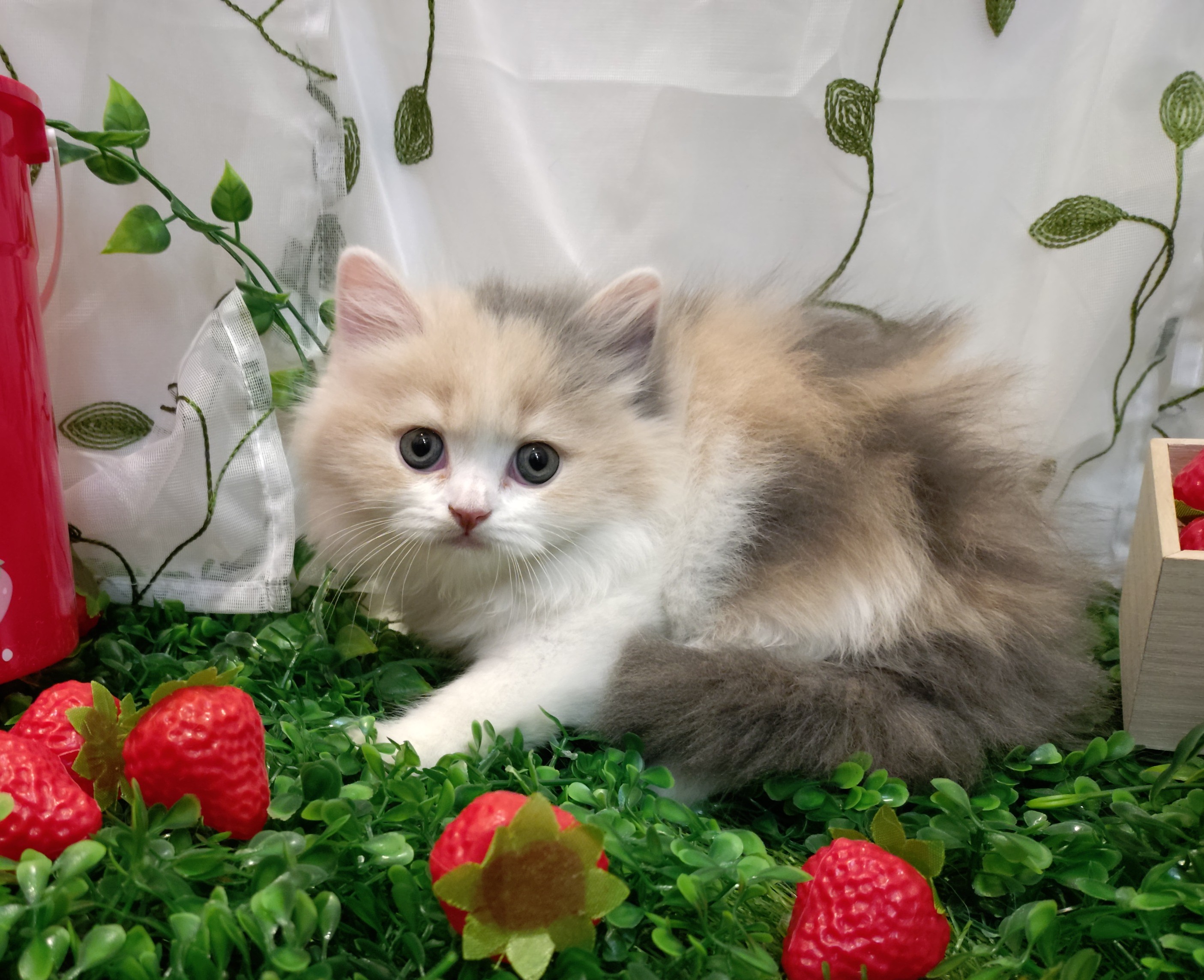 岐阜県のブリティッシュロングヘアー (ペッツワン関店/2025年12月29日生まれ/女の子/ダイリュートキャリコ)の子猫