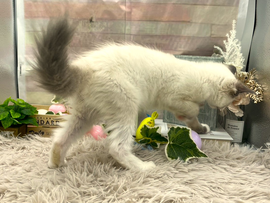 静岡県のラグドール (ペッツワン掛川店/2026年1月6日生まれ/男の子/シールポイントミテッド)の子猫の2枚目の画像