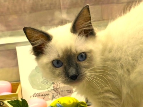 静岡県のラグドール (ペッツワン掛川店/2026年1月6日生まれ/男の子/シールポイントミテッド)の子猫の1枚目の画像