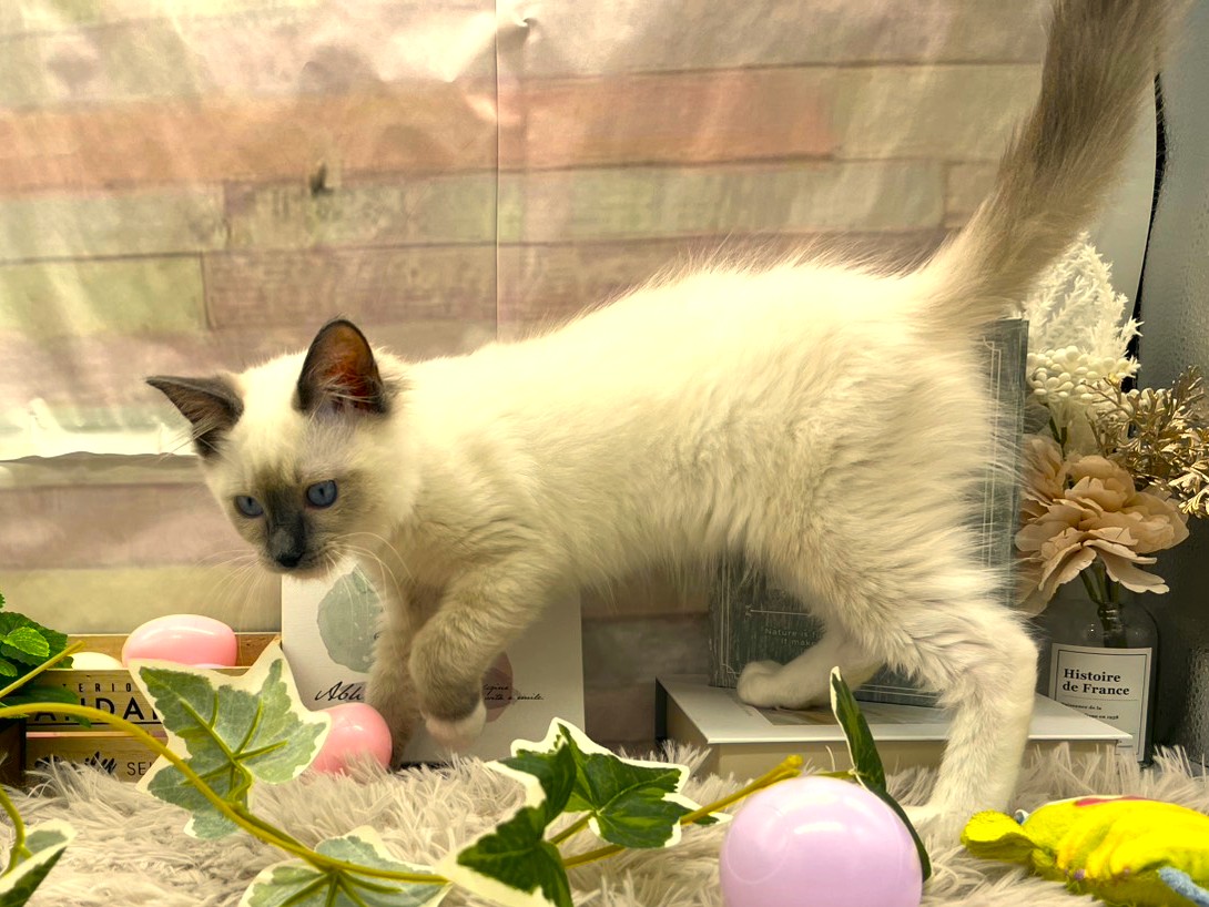 静岡県のラグドール (ペッツワン掛川店/2026年1月6日生まれ/男の子/シールポイントミテッド)の子猫の3枚目の画像