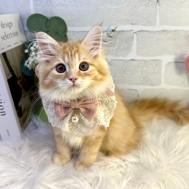 大阪府のサイベリアン (ペッツワン高槻店/2025年12月17日生まれ/女の子/レッドタビー)の子猫の2枚目の画像