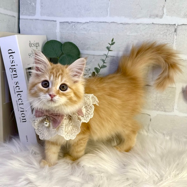 大阪府のサイベリアン (ペッツワン高槻店/2025年12月17日生まれ/女の子/レッドタビー)の子猫の3枚目の画像