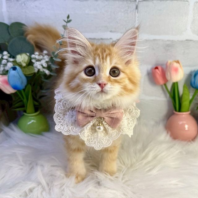 大阪府のサイベリアン (ペッツワン高槻店/2025年12月17日生まれ/女の子/レッドタビー)の子猫の1枚目の画像