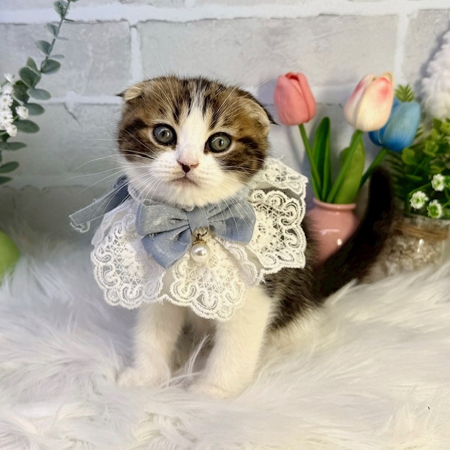 大阪府のスコティッシュフォールド (ペッツワン高槻店/2026年1月14日生まれ/男の子/ブラウンタビーホワイト)の子猫の2枚目の画像