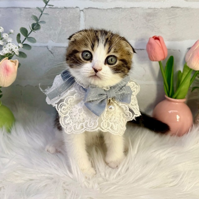 大阪府のスコティッシュフォールド (ペッツワン高槻店/2026年1月14日生まれ/男の子/ブラウンタビーホワイト)の子猫の1枚目の画像