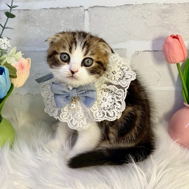 大阪府のスコティッシュフォールド (ペッツワン高槻店/2026年1月14日生まれ/男の子/ブラウンタビーホワイト)の子猫の3枚目の画像