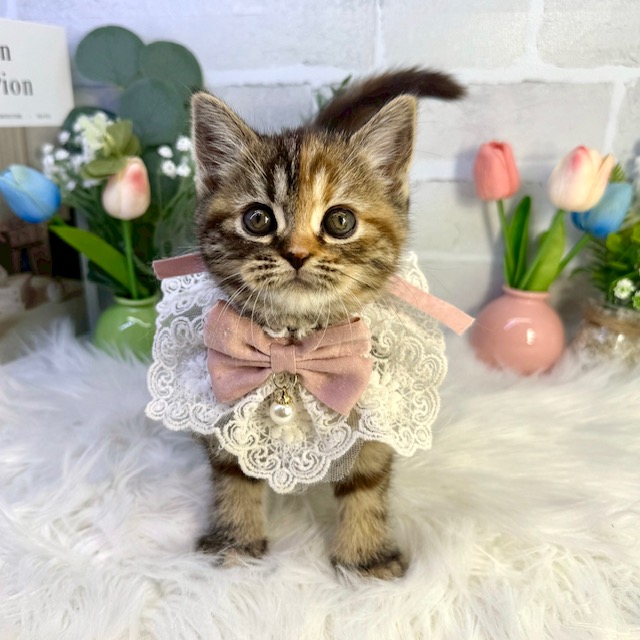 大阪府のスコティッシュフォールド (ペッツワン高槻店/2026年1月14日生まれ/女の子/ブラウンパッチドタビー)の子猫の1枚目の画像