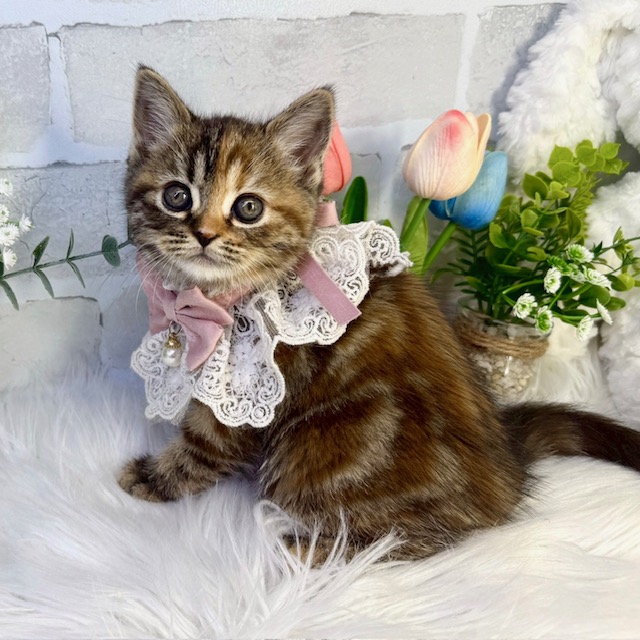 大阪府のスコティッシュフォールド (ペッツワン高槻店/2026年1月14日生まれ/女の子/ブラウンパッチドタビー)の子猫の3枚目の画像