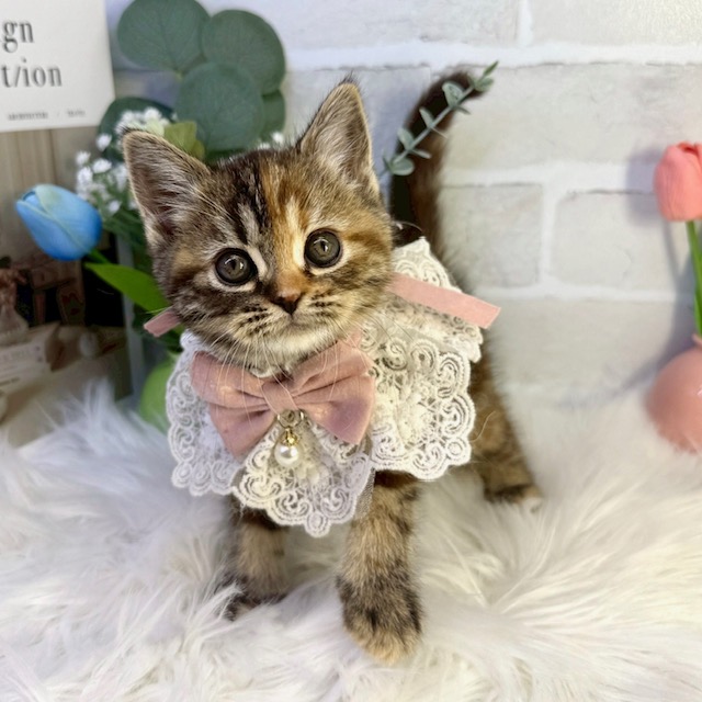 大阪府のスコティッシュフォールド (ペッツワン高槻店/2026年1月14日生まれ/女の子/ブラウンパッチドタビー)の子猫の2枚目の画像