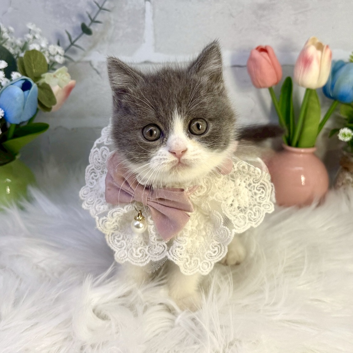 大阪府のブリティッシュショートヘアー (ペッツワン高槻店/2026年1月15日生まれ/女の子/ブルーホワイト)の子猫の2枚目の画像