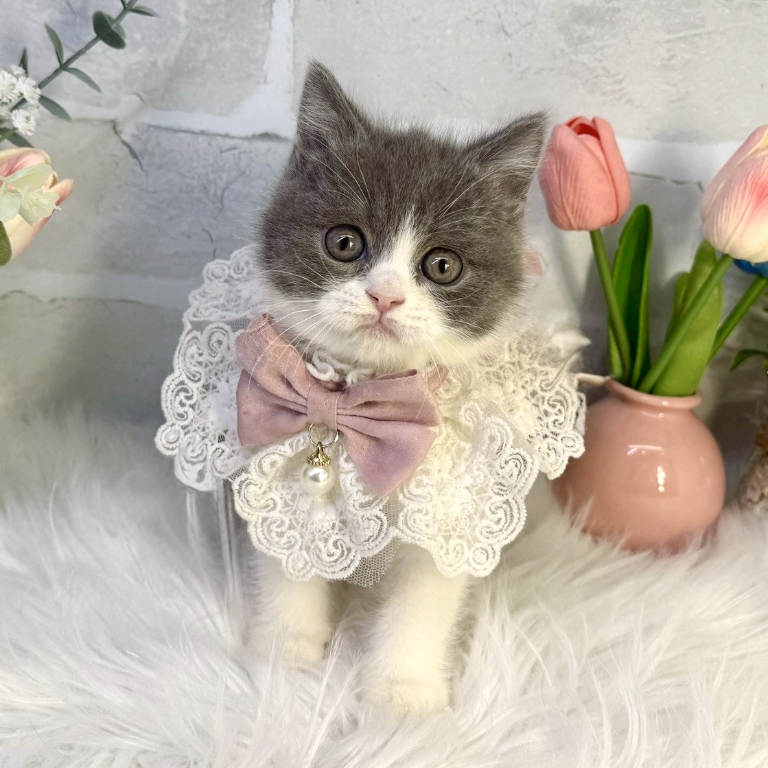 大阪府のブリティッシュショートヘアー (ペッツワン高槻店/2026年1月15日生まれ/女の子/ブルーホワイト)の子猫の1枚目の画像
