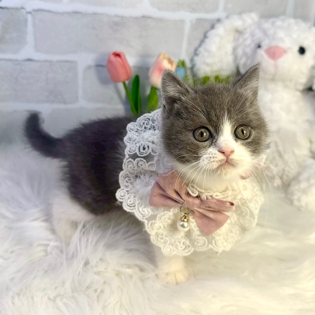 大阪府のブリティッシュショートヘアー (ペッツワン高槻店/2026年1月15日生まれ/女の子/ブルーホワイト)の子猫の3枚目の画像