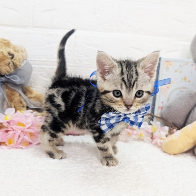大阪府のアメリカンショートヘアー (ペッツワン東大阪店/2026年1月20日生まれ/男の子/シルバータビ―)の子猫の2枚目の画像