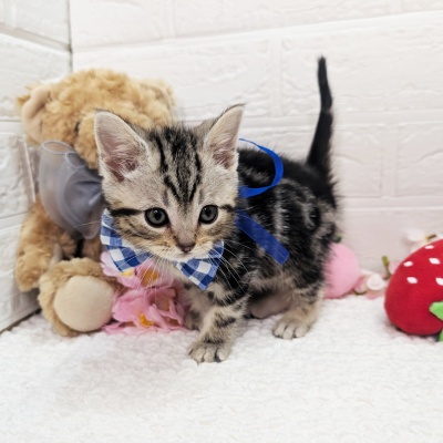 大阪府のアメリカンショートヘアー (ペッツワン東大阪店/2026年1月20日生まれ/男の子/シルバータビ―)の子猫の3枚目の画像