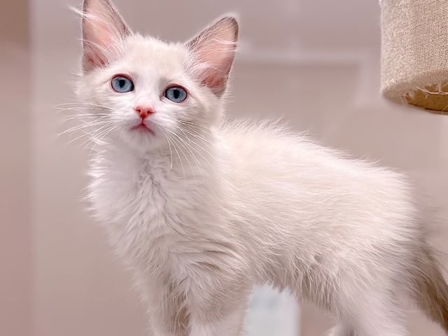 福島県のラグドール (ペッツワン郡山富田店/2025年12月13日生まれ/女の子/シールポイントバイカラー)の子猫