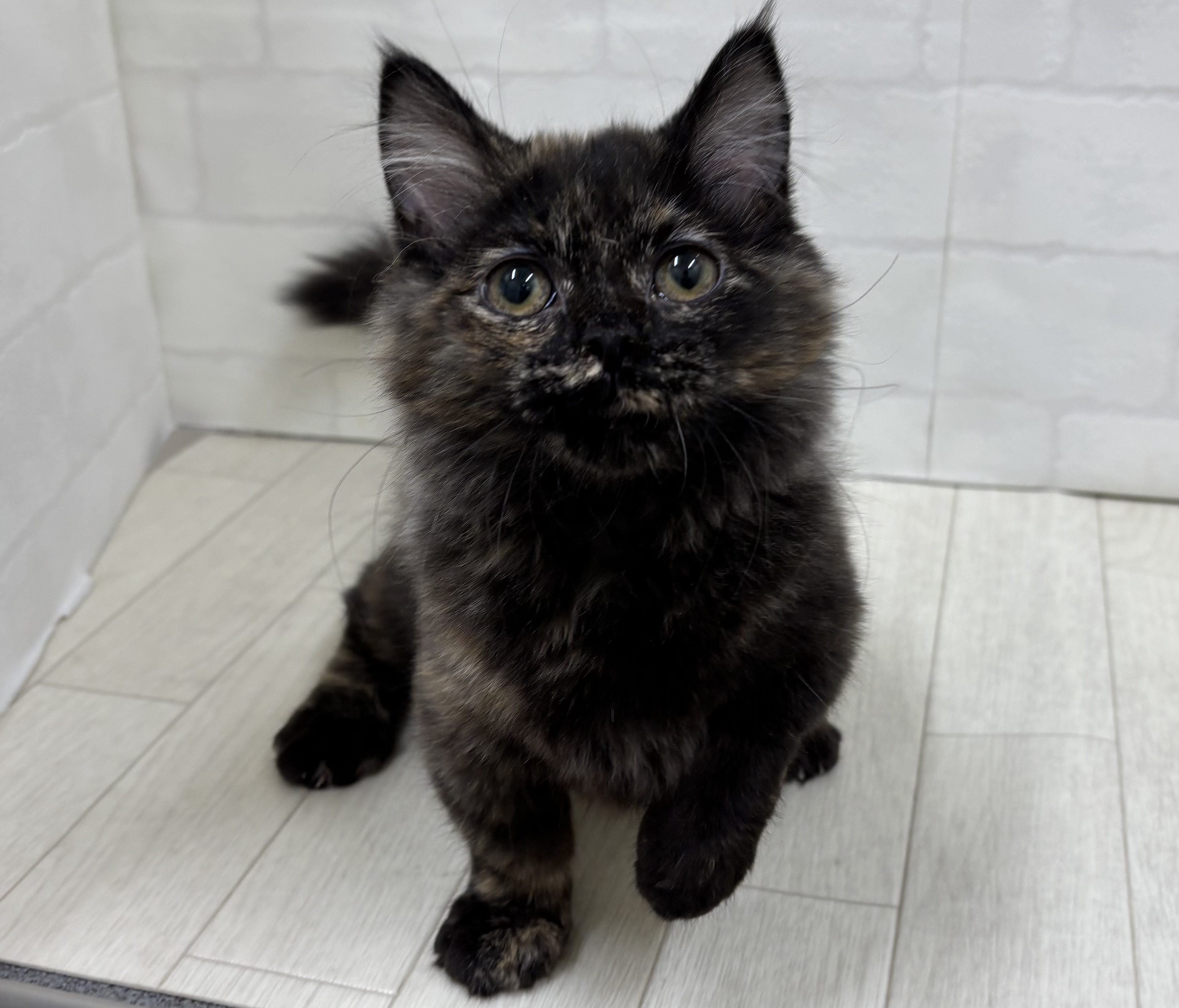 埼玉県のマンチカン (ペッツワン大利根店/2025年11月2日生まれ/女の子/トーティーシェル)の子猫の1枚目の画像