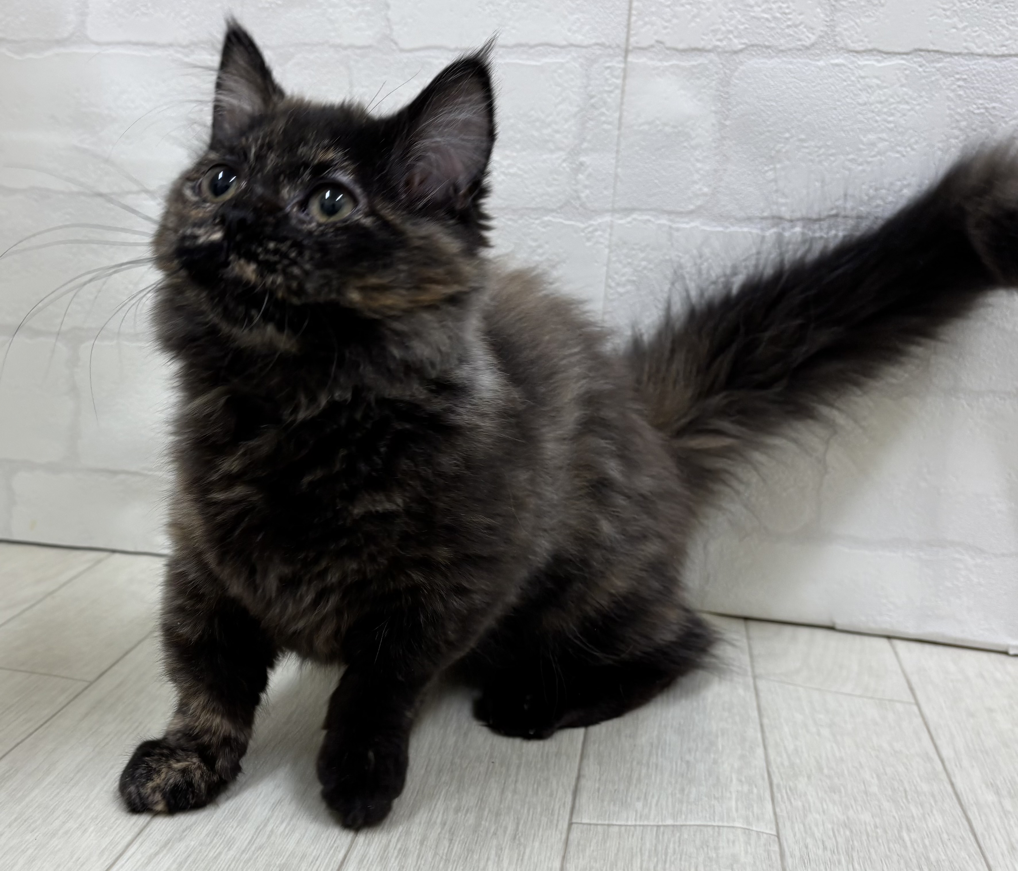 埼玉県のマンチカン (ペッツワン大利根店/2025年11月2日生まれ/女の子/トーティーシェル)の子猫の2枚目の画像