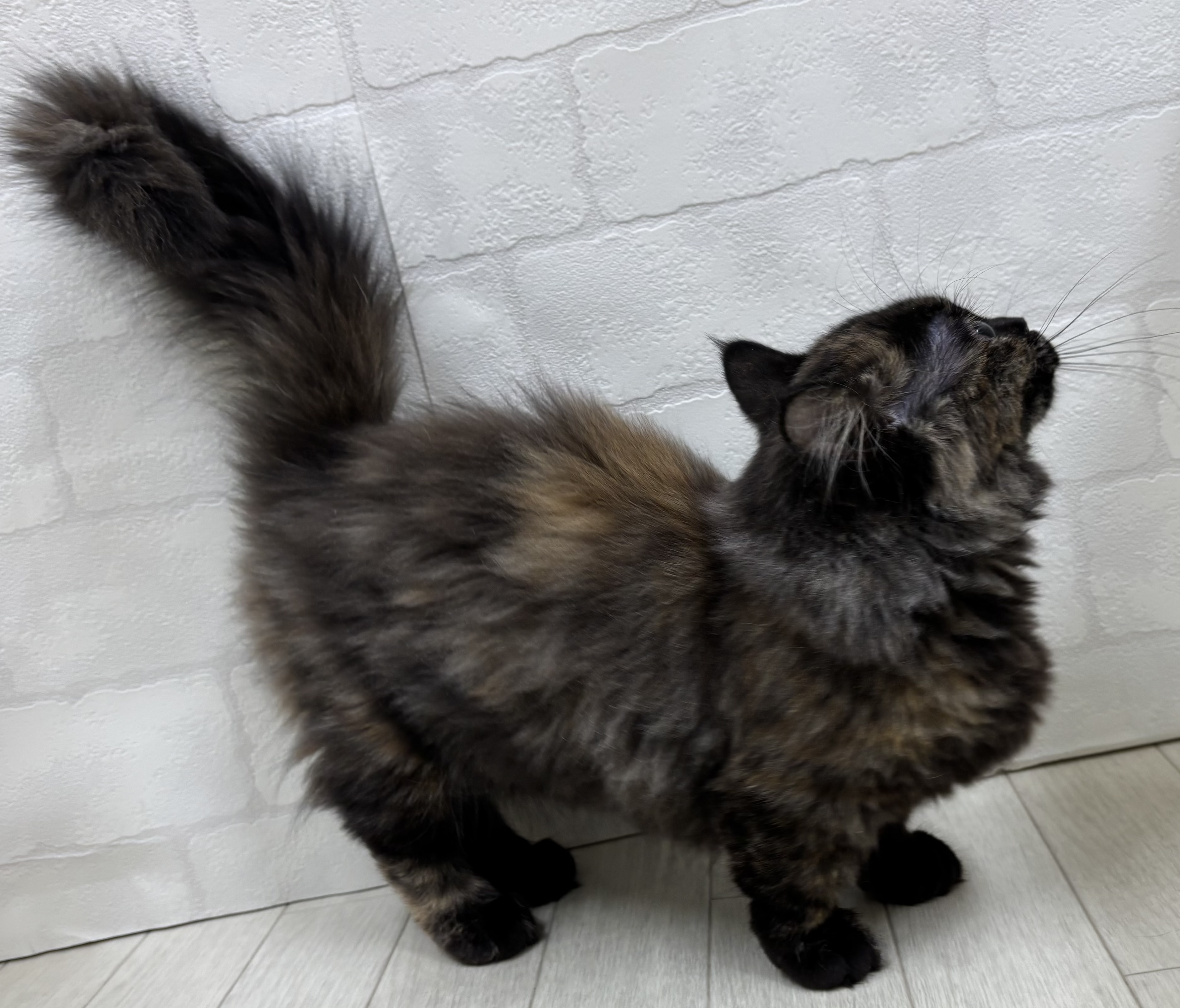 埼玉県のマンチカン (ペッツワン大利根店/2025年11月2日生まれ/女の子/トーティーシェル)の子猫の3枚目の画像