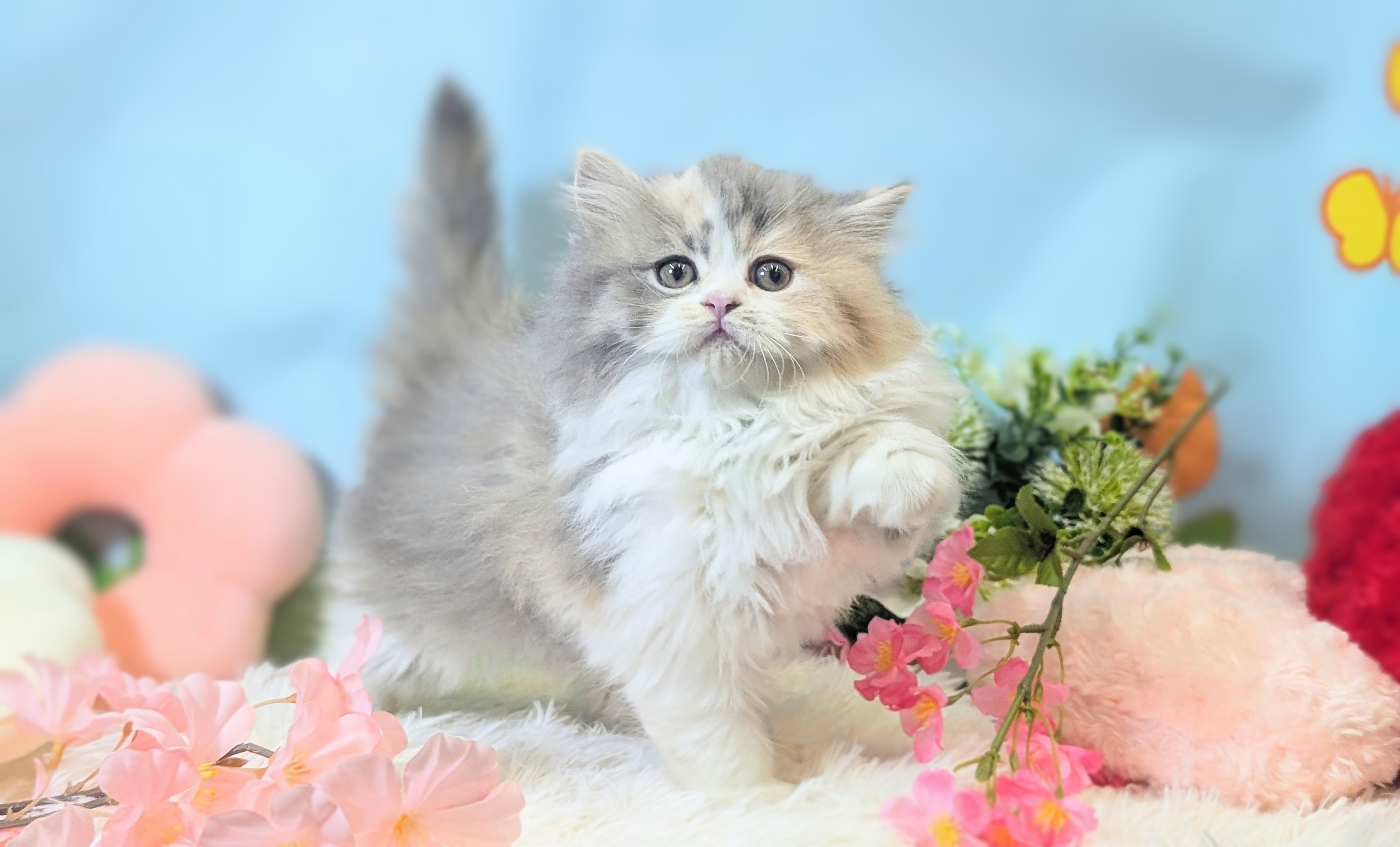 兵庫県のスコティッシュフォールド (ペッツワン神戸西神南店/2026年1月20日生まれ/女の子/ダイリートキャリコ)の子猫の2枚目の画像