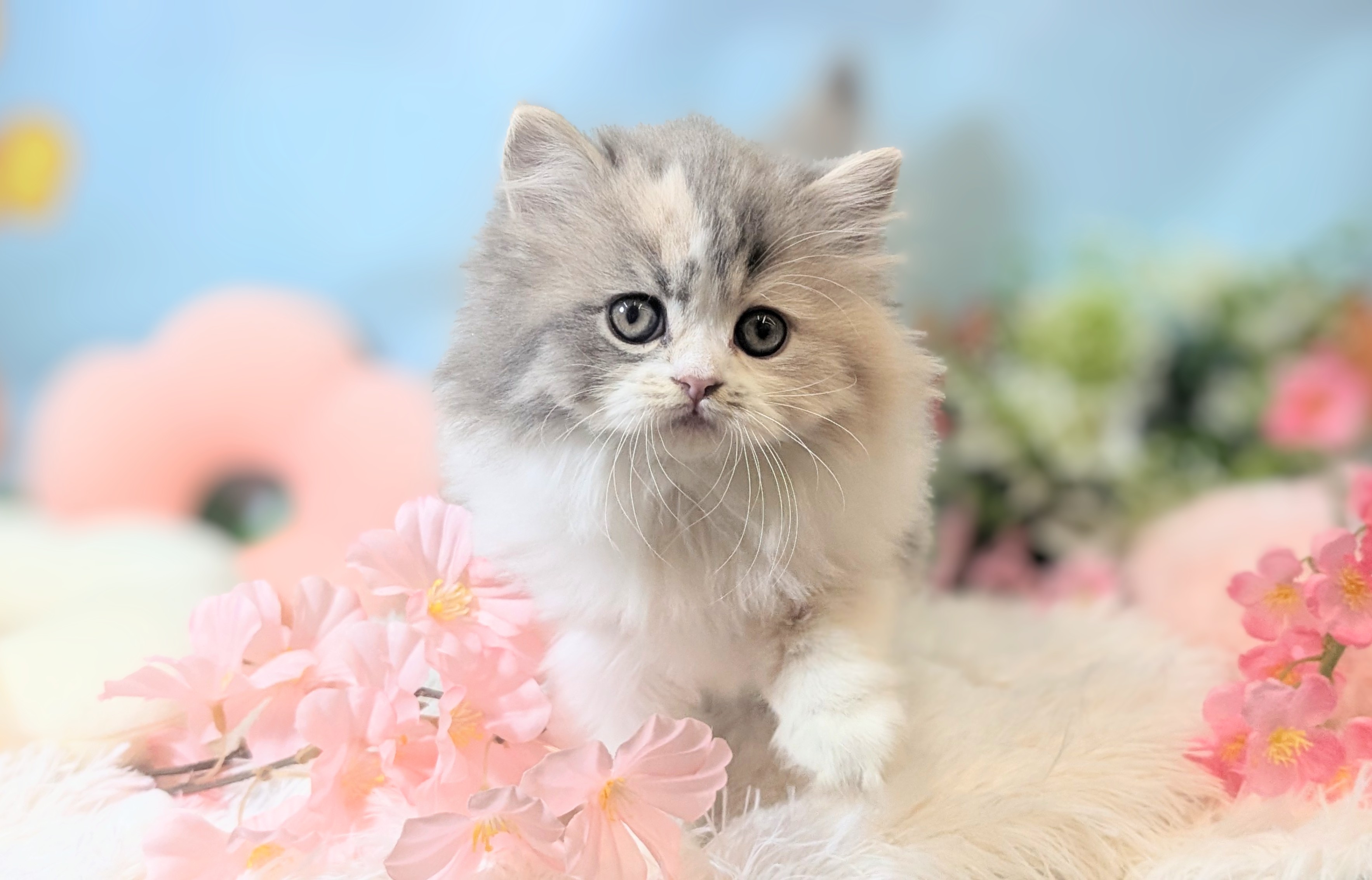 兵庫県のスコティッシュフォールド (ペッツワン神戸西神南店/2026年1月20日生まれ/女の子/ダイリートキャリコ)の子猫の3枚目の画像