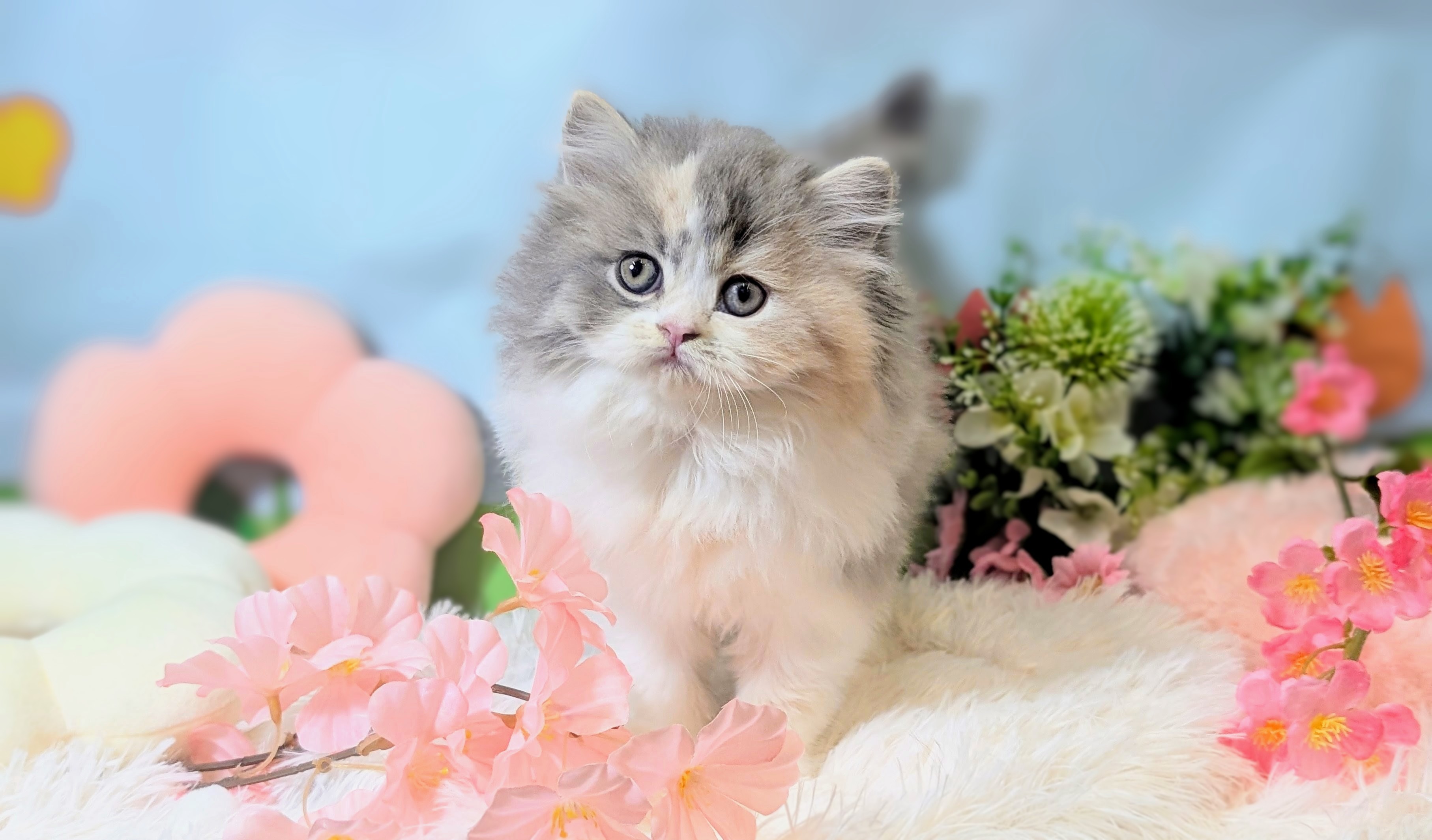 兵庫県のスコティッシュフォールド (ペッツワン神戸西神南店/2026年1月20日生まれ/女の子/ダイリートキャリコ)の子猫の1枚目の画像