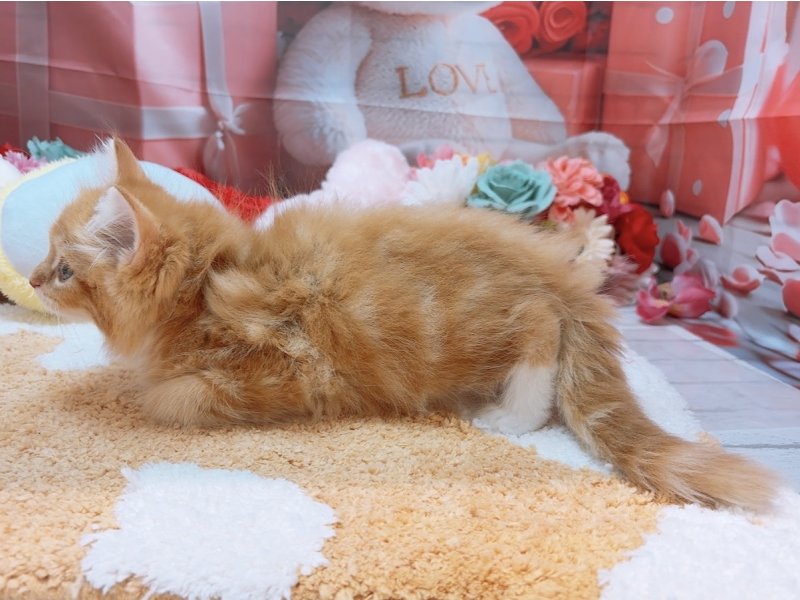 愛知県のサイベリアン (ペッツワン豊田四郷店/2026年1月16日生まれ/男の子/レッドタビーホワイト)の子猫の3枚目の画像