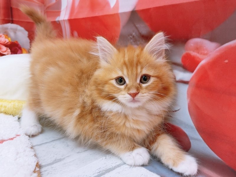 愛知県のサイベリアン (ペッツワン豊田四郷店/2026年1月16日生まれ/男の子/レッドタビーホワイト)の子猫の2枚目の画像