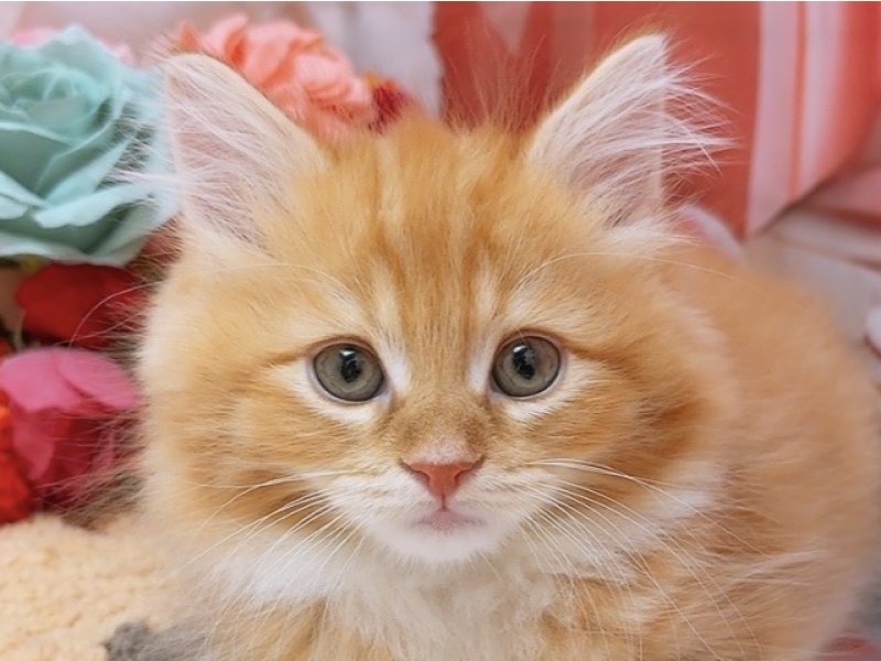 愛知県のサイベリアン (ペッツワン豊田四郷店/2026年1月16日生まれ/男の子/レッドタビーホワイト)の子猫の1枚目の画像