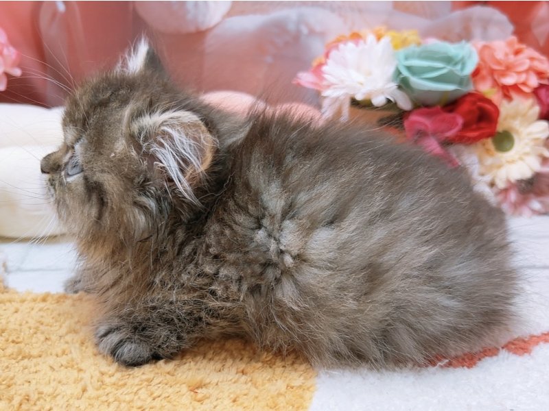 愛知県のペルシャ (ペッツワン豊田四郷店/2026年1月1日生まれ/男の子/チンチラゴールデン)の子猫の3枚目の画像