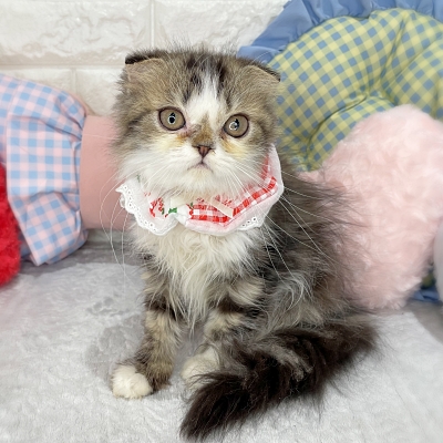 京都府のミヌエット (ペッツワン亀岡店/2026年1月8日生まれ/女の子/ブラックタビーホワイト)の子猫の3枚目の画像