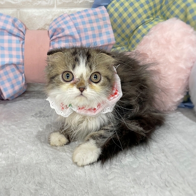 京都府のミヌエット (ペッツワン亀岡店/2026年1月8日生まれ/女の子/ブラックタビーホワイト)の子猫の2枚目の画像