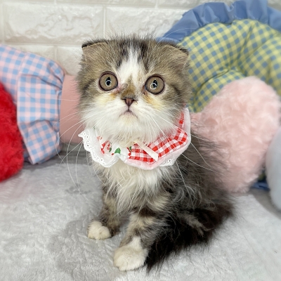 京都府のミヌエット (ペッツワン亀岡店/2026年1月8日生まれ/女の子/ブラックタビーホワイト)の子猫