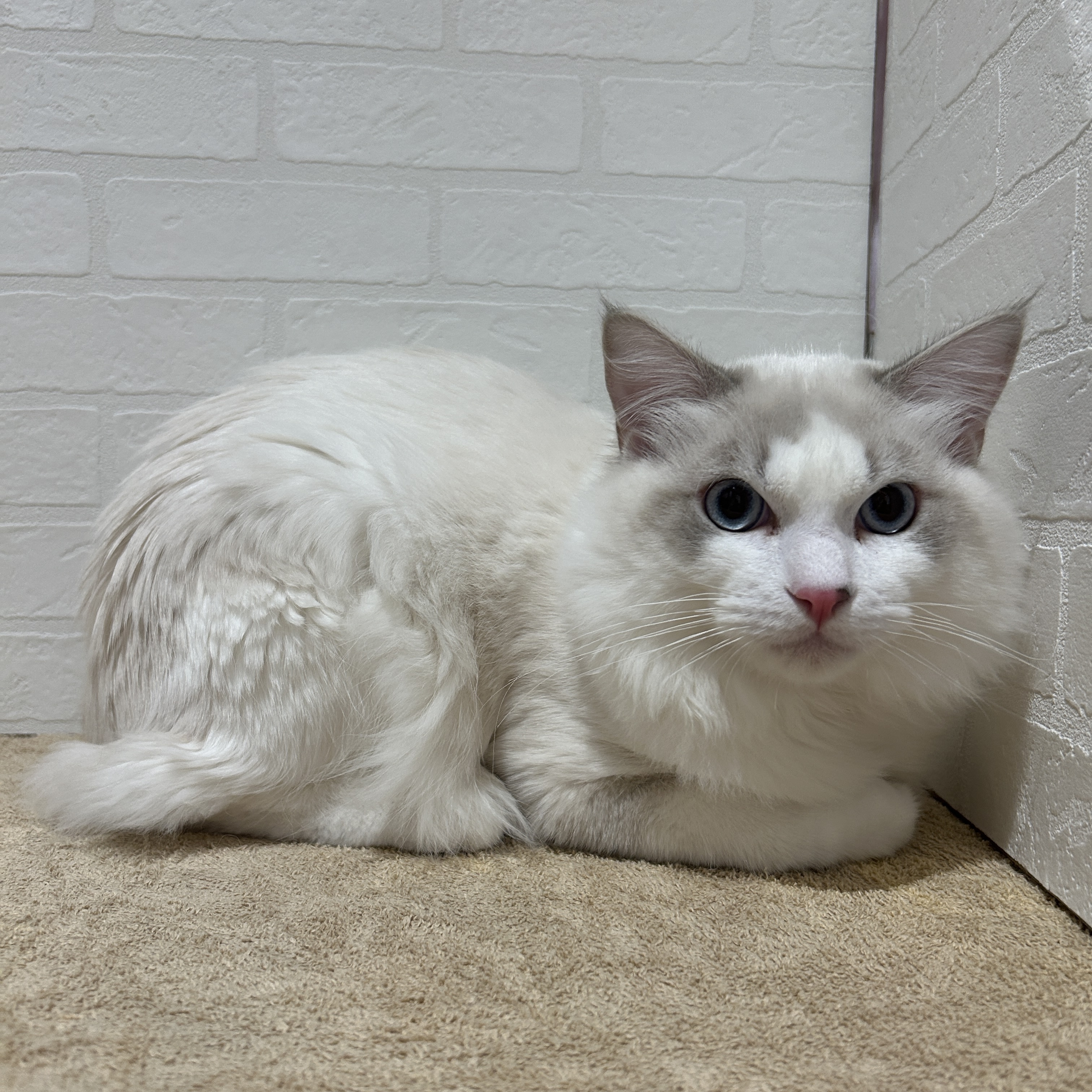 愛知県のラグドール (ペッツワン常滑店/2025年9月5日生まれ/男の子/ブルーポイントバイカラー)の子猫の2枚目の画像