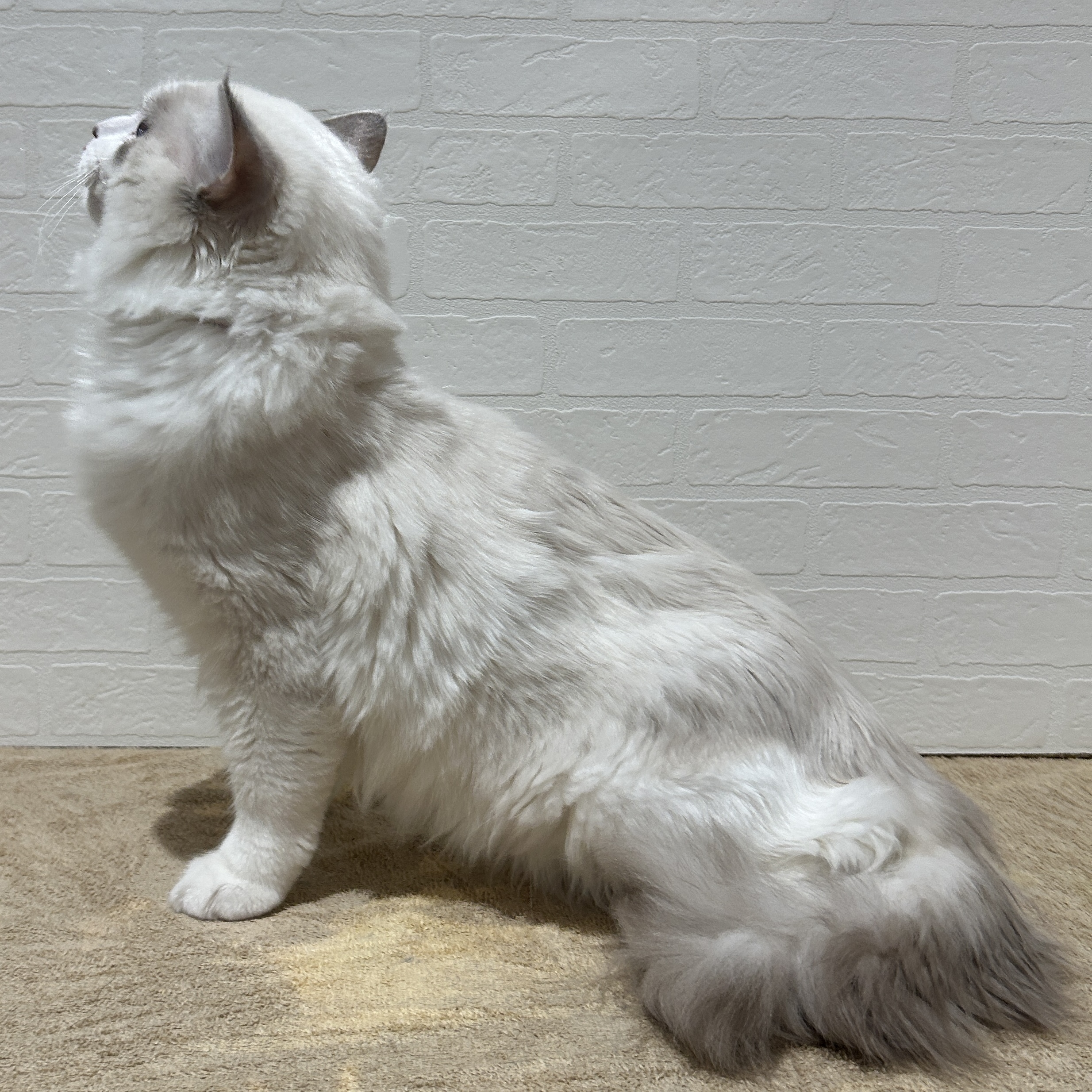 愛知県のラグドール (ペッツワン常滑店/2025年9月5日生まれ/男の子/ブルーポイントバイカラー)の子猫の3枚目の画像