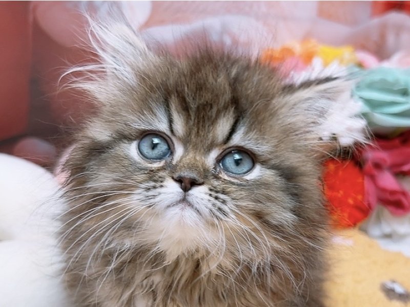 愛知県のペルシャ (ペッツワン豊田四郷店/2026年1月1日生まれ/男の子/ブラウン)の子猫