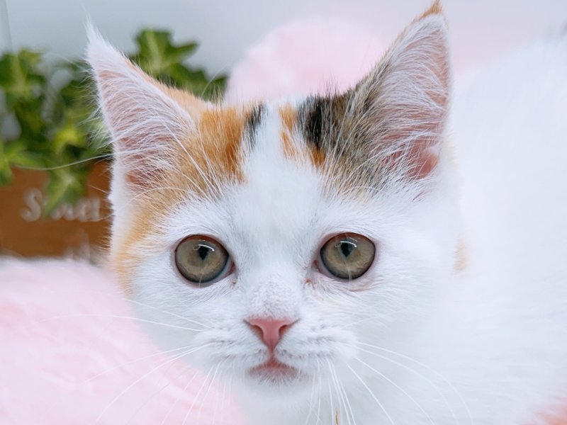 愛知県のエキゾチック (ペッツワン小牧店/2026年1月21日生まれ/女の子/ブラウンパッチドタビーホワイト)の子猫