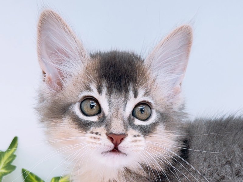 愛知県のソマリ (ペッツワン小牧店/2026年1月24日生まれ/男の子/ブルー)の子猫