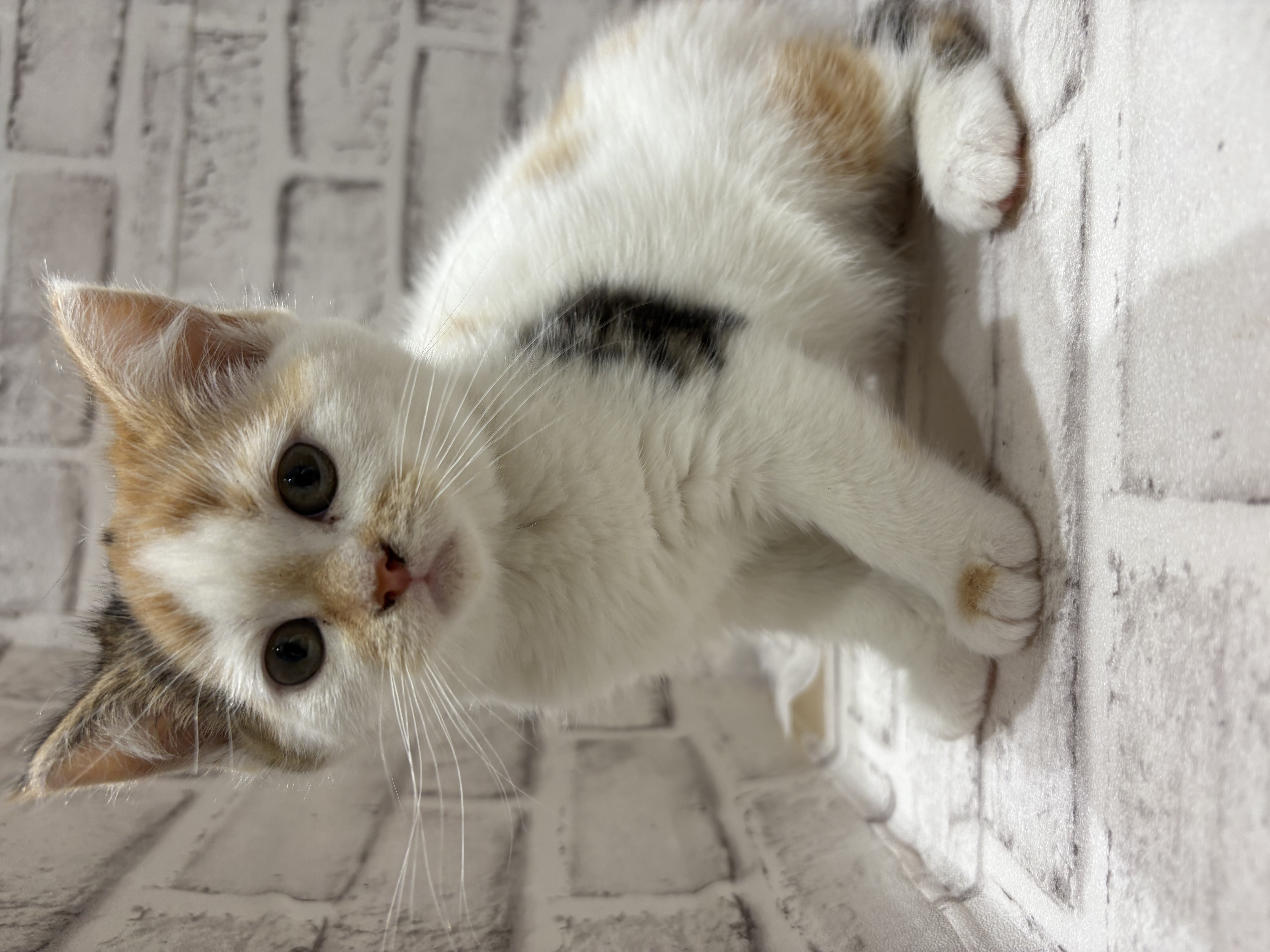 宮城県のマンチカン (ペッツワン古川店/2026年1月21日生まれ/女の子/キャリコ)の子猫